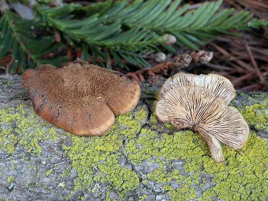 Lentinellus ursinus - Fungi species | sokos jishebi | სოკოს ჯიშები