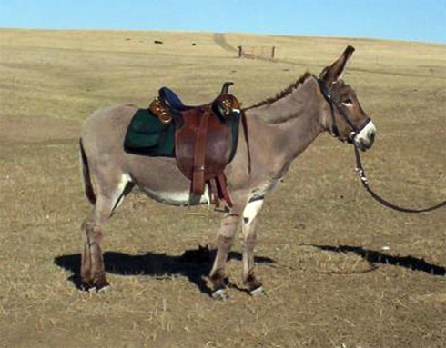 Large Standard - donkeys breeds | viris jishebi | ვირის ჯიშები