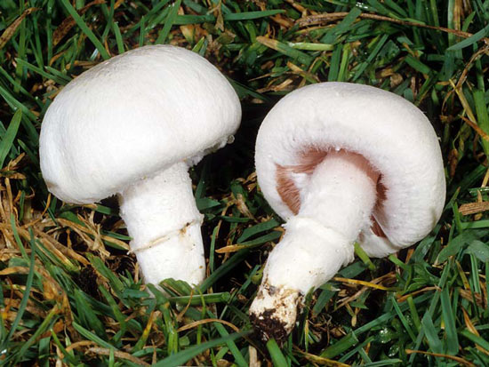Champignon: Agaricus campestris - Mushroom Species Images