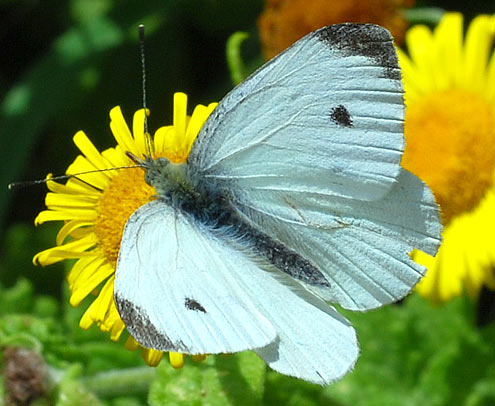 Small White - Butterfly species | PEPLIS JISHEBI | პეპლის ჯიშები