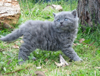 Selkirk Rex 1 - cat Breeds | კატის ჯიშები | katis jishebi