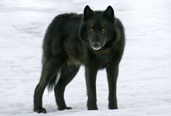 The Alexander Archipelago Wolf - wolf species | mglis jishebi | მგლის ჯიშები