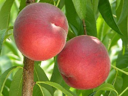 Sweet Scarlet - Peach Varieties