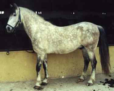 Aralusian Horse - horse Breeds | ცხენის ჯიშები| cxenis jishebi
