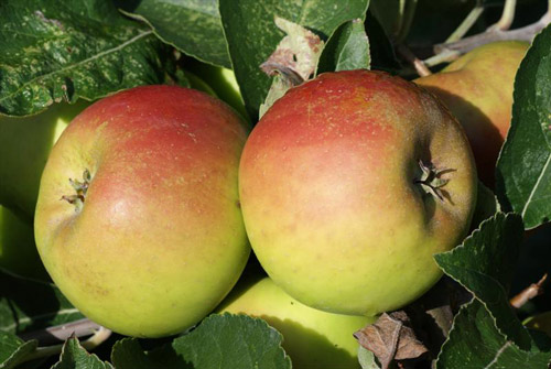 Roxbury Russet - Apple Varieties