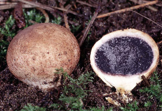 Scleroderma cepa - Fungi species | sokos jishebi | სოკოს ჯიშები