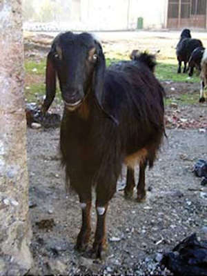 Anatolian Black goat - goats Breeds | txis jishebi | თხის ჯიშები