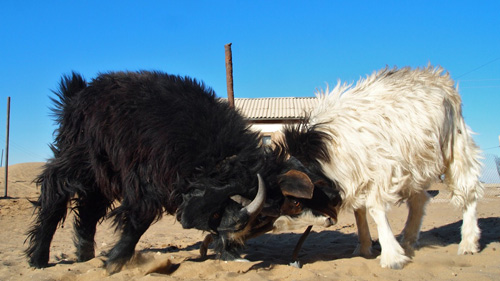 Uzbek Black Goat - goats Breeds | txis jishebi | თხის ჯიშები