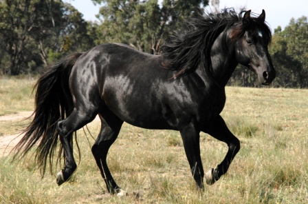 Australian Stock Horse 2 - horse Breeds | ცხენის ჯიშები| cxenis jishebi