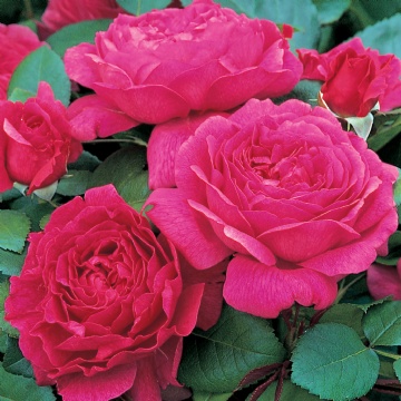 Noble Antony - Rose Varieties | VARDI | ვარდი                                                                                                                