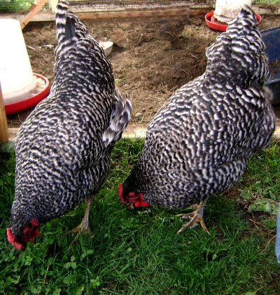 Dominique 2 - chicken Breeds | ქათმის ჯიშები | qatmis jishebi
