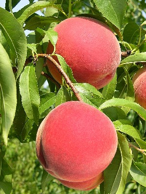 Messina - Peach Varieties