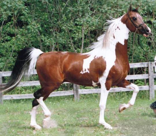 American Saddlebred - horse Breeds | ცხენის ჯიშები| cxenis jishebi