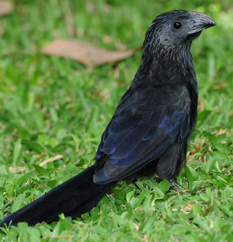 Groove-billed Ani - Bird Species | Frinvelis jishebi | ფრინველის ჯიშები