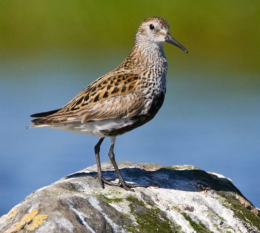 Dunlin - Bird Species | Frinvelis jishebi | ფრინველის ჯიშები