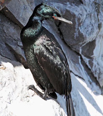 Pelagic Cormorant - Bird Species | Frinvelis jishebi | ფრინველის ჯიშები