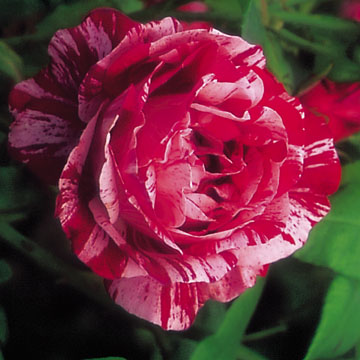 Ferdinand Pichard - Rose Varieties | VARDI | ვარდი                                                                                                                