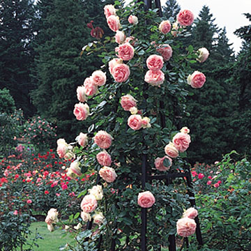 Eden - Rose Varieties | VARDI | ვარდი                                                                                                                