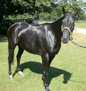 Argentine Polo Pony - horse Breeds | ცხენის ჯიშები| cxenis jishebi