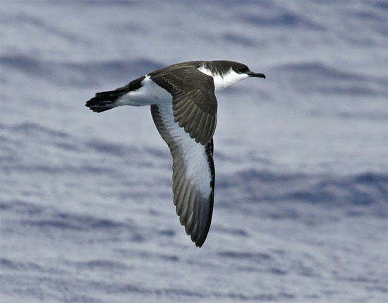 Little Shearwater - Bird Species | Frinvelis jishebi | ფრინველის ჯიშები