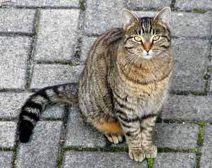 American Shorthair 3 - cat Breeds | კატის ჯიშები | katis jishebi