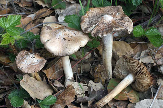 Inocybe brunnescens - Mushroom Species Images