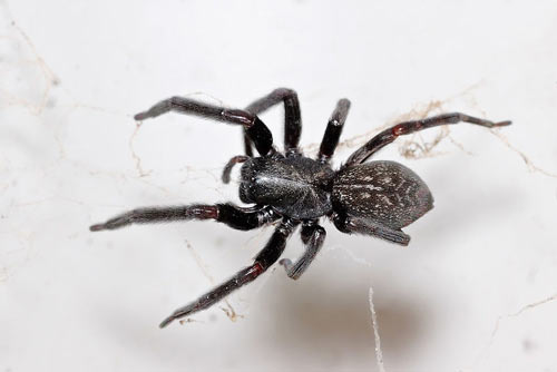 Black House Spider - Spider species | OBOBAS JISHEBI | ობობას ჯიშები