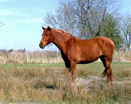 Barb - horse Breeds | ცხენის ჯიშები| cxenis jishebi