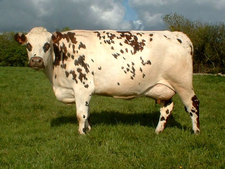 Normande - COW BREEDS | DZROXIS JISHEBI | ძროხის ჯიშები