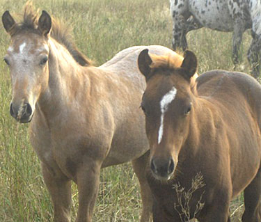 Pony 3 - horse Breeds | ცხენის ჯიშები| cxenis jishebi