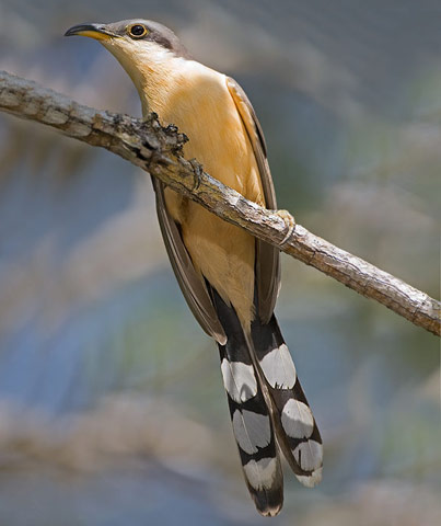 Mangrove Cuckoo - Bird Species | Frinvelis jishebi | ფრინველის ჯიშები