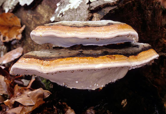 Fomitopsis pinicola - Fungi species | sokos jishebi | სოკოს ჯიშები