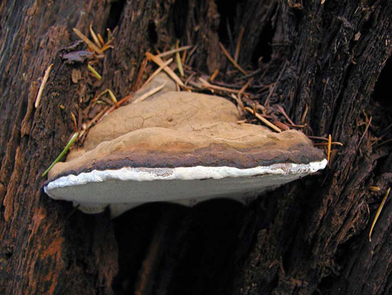Ganoderma applanatum - Mushroom Species Images