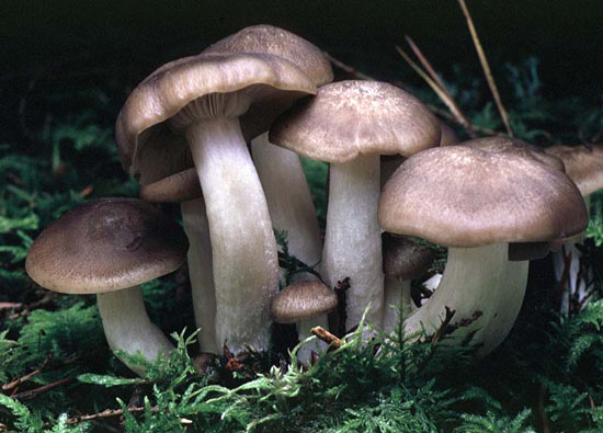 Fried Chicken Mushroom: Lyophyllum decastes - Fungi species | sokos jishebi | სოკოს ჯიშები