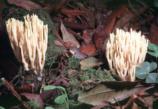 Ramaria stricta - Fungi species | sokos jishebi | სოკოს ჯიშები