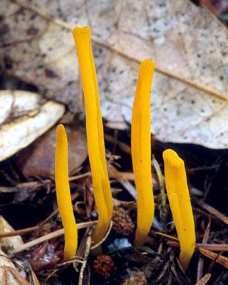 Clavulinopsis laeticolor - Mushroom Species Images