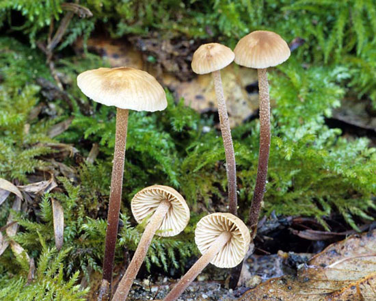 Garlic mushroom: Marasmius copelandii - Mushroom Species Images