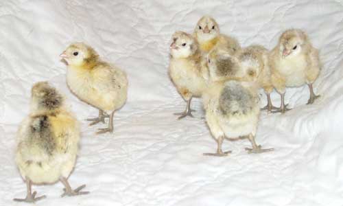 Appenzeller Spitzhauben 1 - chicken Breeds | ქათმის ჯიშები | qatmis jishebi