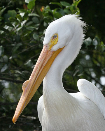 American White Pelican - Bird Species | Frinvelis jishebi | ფრინველის ჯიშები