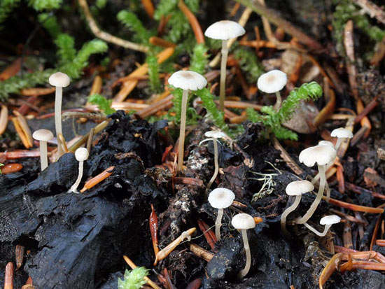 Collybia cirrhata - Fungi species | sokos jishebi | სოკოს ჯიშები