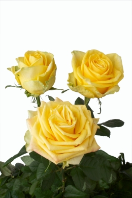 Golden Delicious - Rose Varieties | VARDI | ვარდი                                                                                                                