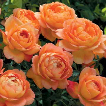 Lady of Shalott  - Rose Varieties | VARDI | ვარდი                                                                                                                