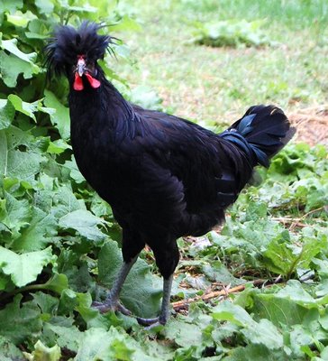Crevecoeur 1 - chicken Breeds | ქათმის ჯიშები | qatmis jishebi