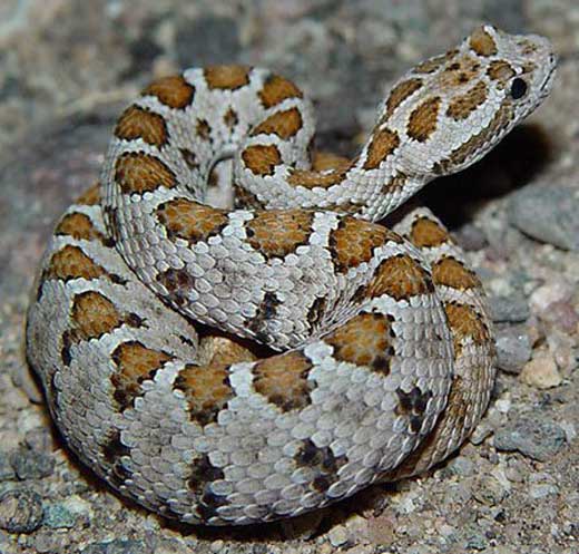 Crotalus enyo - Baja California Rattlesnake - snake species | gveli | გველი