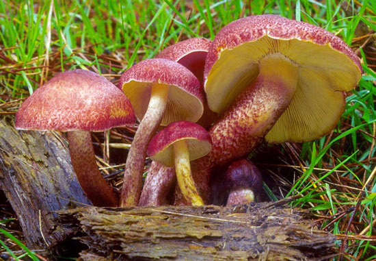 Tricholomopsis rutilans - Mushroom Species Images