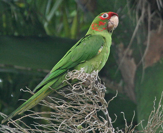 Mitred Parakeet - Bird Species | Frinvelis jishebi | ფრინველის ჯიშები