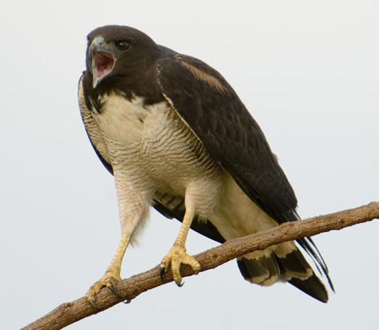 White-tailed Hawk - Bird Species | Frinvelis jishebi | ფრინველის ჯიშები