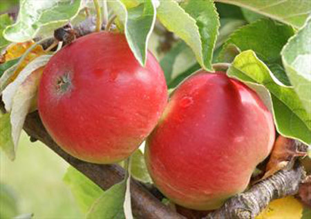 Akane - Apple Varieties