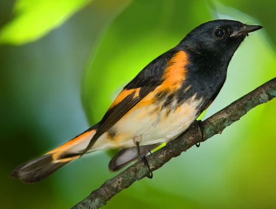 American Redstart - Bird Species | Frinvelis jishebi | ფრინველის ჯიშები