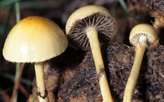 Stropharia semiglobata - Mushroom Species Images